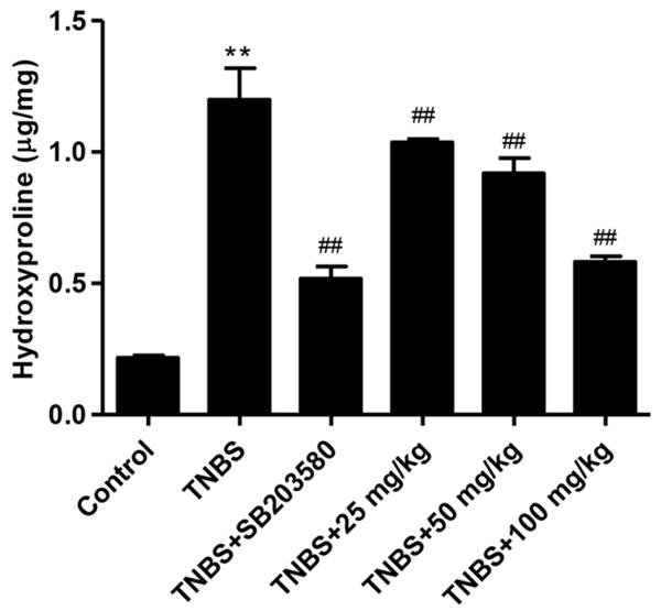 3G). Collagen I and Collagen III mrna and protein expression was increased by TNBS treatment and decreased in SB203580 or high dose of Astragaloside IV-treated rats (Figure 3C, 3F, 3G).