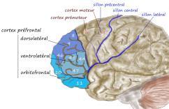 DIVIDING THE PREFRONTAL CORTEX Orbital, Medial, and Lateral