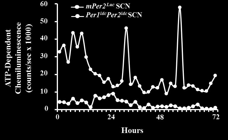 50 A B Figure 7. Rhythms of extracellular ATP accumulation did not persist in mouse SCN cells containing targeted disruption of Per1 and Per2.