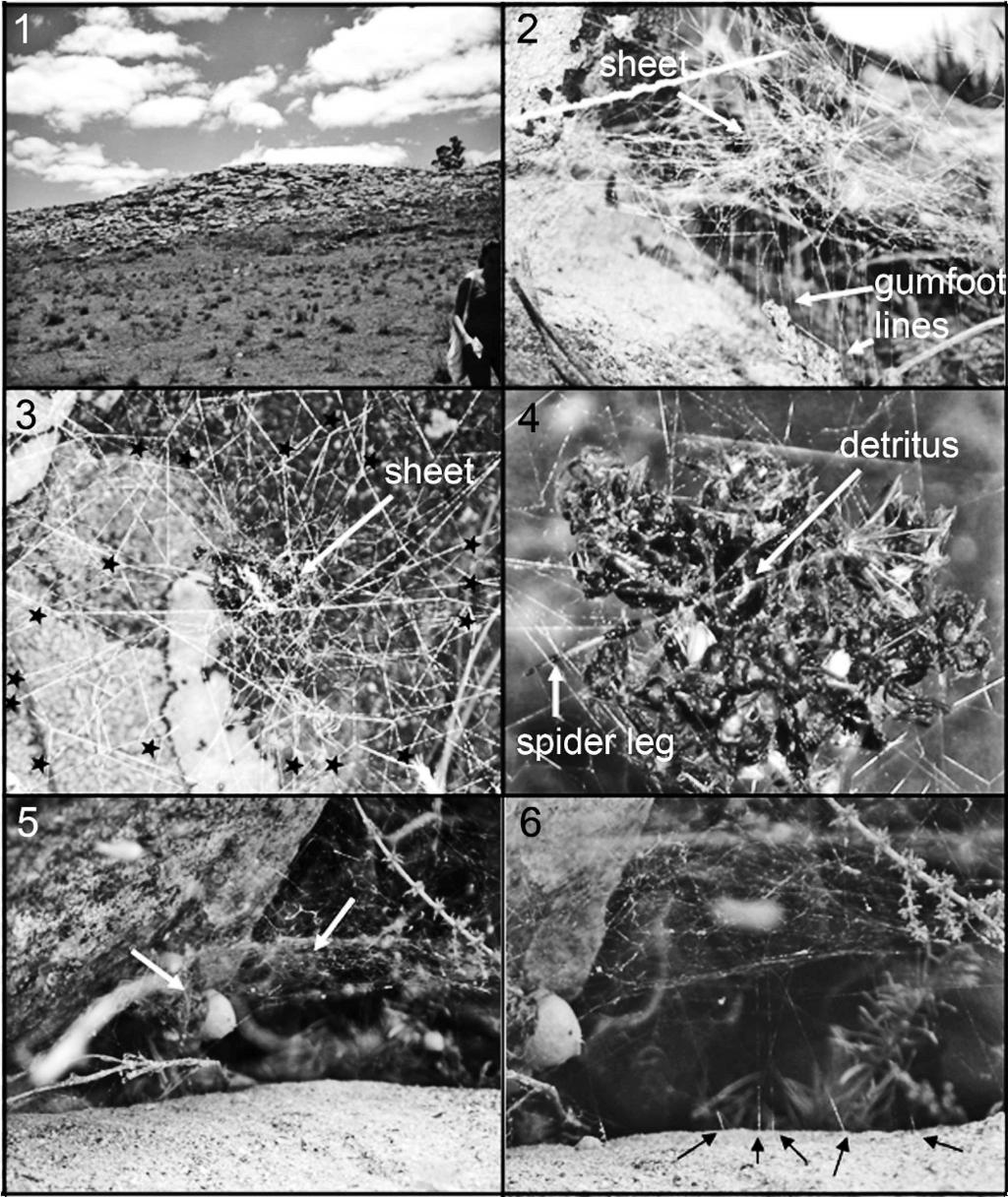 BARRANTES & EBERHARD WEB ONTOGENY CHANGES IN THERIDIIDS 487 Figures 1 6. Habitat and web traits in the field of late-instar Latrodectus mirabilis. 1. Outcrop of large rocks where different-instar L.