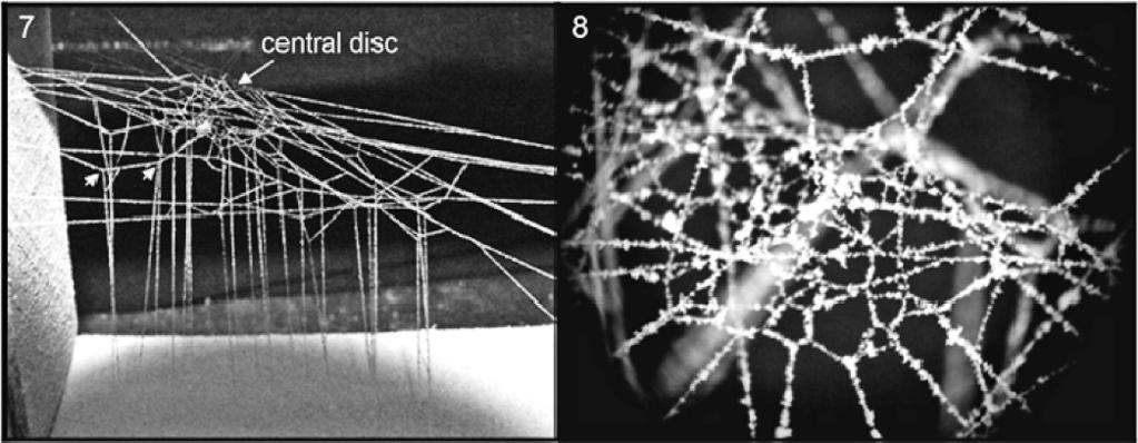 488 THE JOURNAL OF ARACHNOLOGY Table 1. Comparisons of web traits of early juveniles and adults of five Theridiidae species: Latrodectus mirabilis (Lm), L. hesperus (Lh), L.