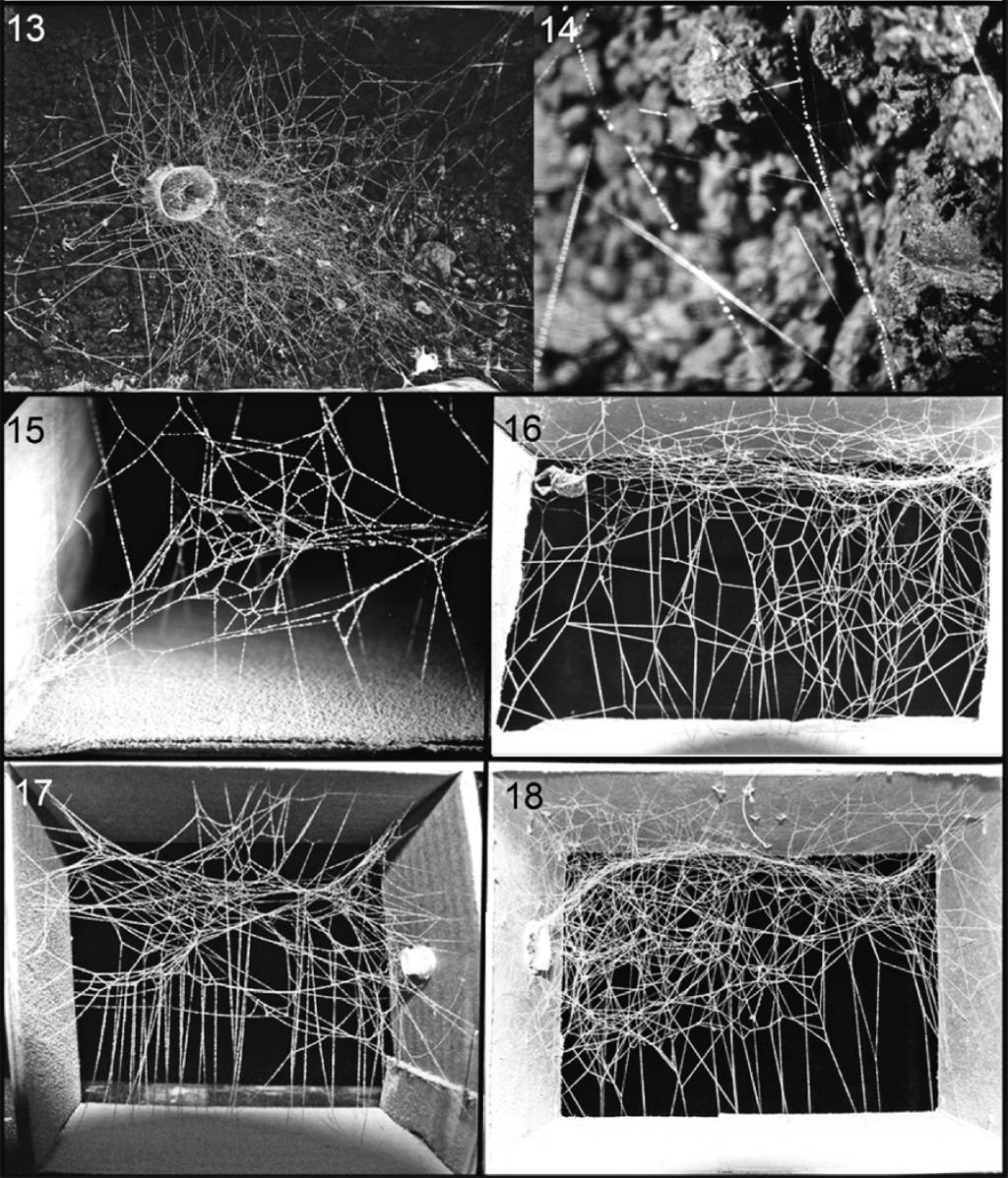 BARRANTES & EBERHARD WEB ONTOGENY CHANGES IN THERIDIIDS 491 Figures 13 18. Webs of Steatoda species. 13. Web of mature female Steatoda nr. hespera built in conditions mimicking those in the field. 14.