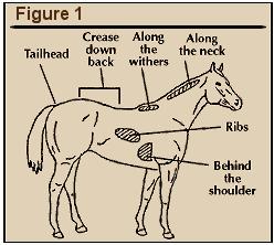 Figure 1 shows areas of assessment If a horse meets most, but not all criteria for a score, use 0.5 point increments.