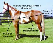 A horse maintained at optimum body condition will achieve better reproductive and performance efficiency.