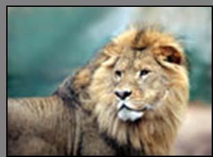 Extroverted Choleric/Lion Strengths Takes charge Decision making Acknowledging abilities Self-confident Dependability