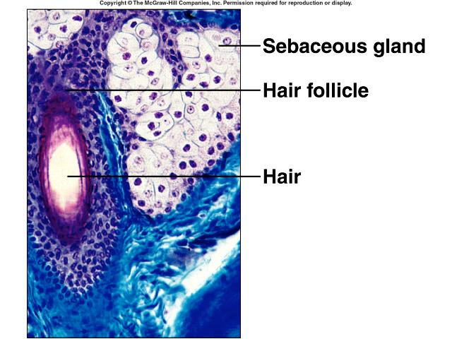 Sebaceous Glands usually associated with hair follicles holocrine glands