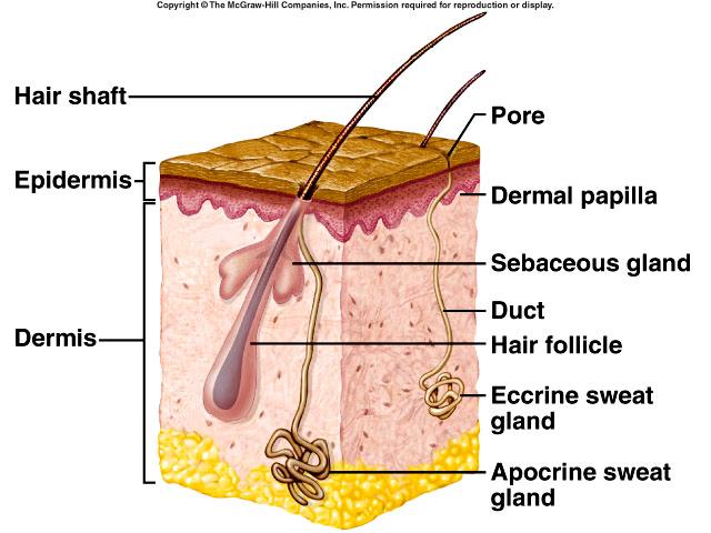 Sweat Glands sudoriferous glands widespread in skin originates in deeper dermis or hypodermis eccrine glands- most
