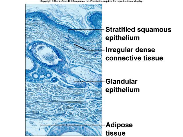 Layers of Skin Epidermis outer layer Dermis Inner