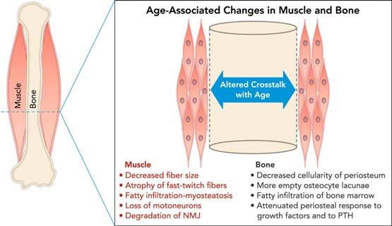 Sarcopenia in Orthopaedics Sarcopenia and Osteoporosis: A Harzardous Duet [1] The Muscle-bone unit [2] Biochemical cross-talk between muscle and bone Mechanostat Theory Muscle exerts the required