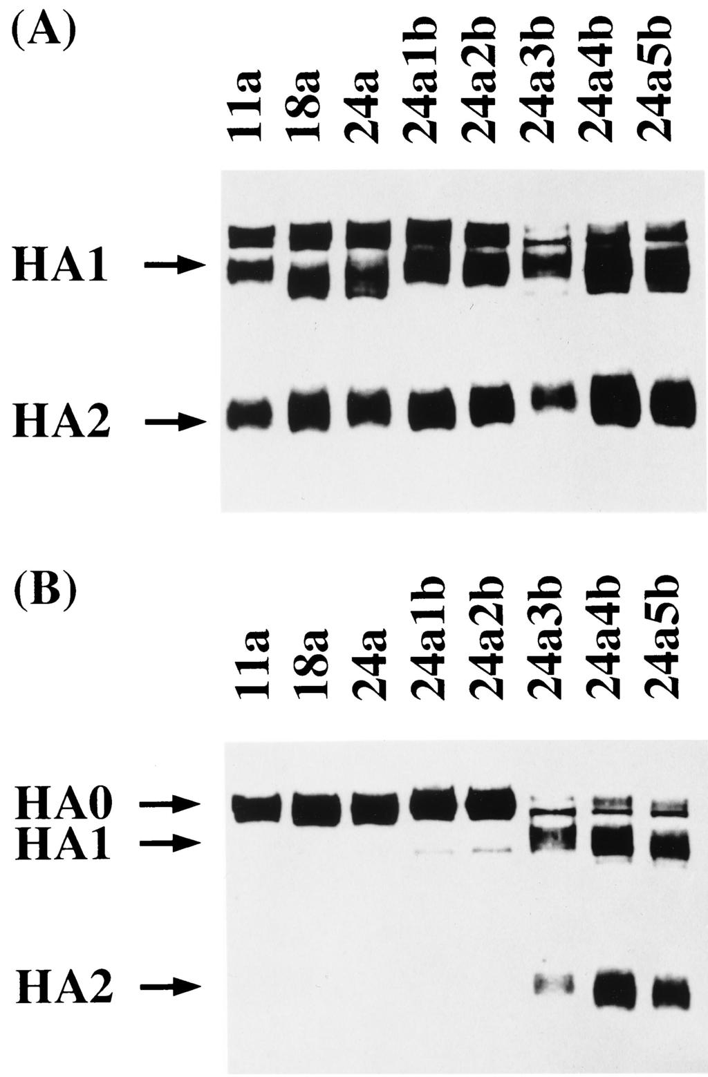 4442 NOTES J. VIROL. FIG. 1. Comparison of HA cleavability among viruses passaged in chickens. MDBK cells were infected with viruses and incubated in the presence (A) or absence (B) of trypsin (2.