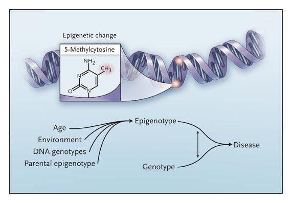 Genetic and epigenetic interaction