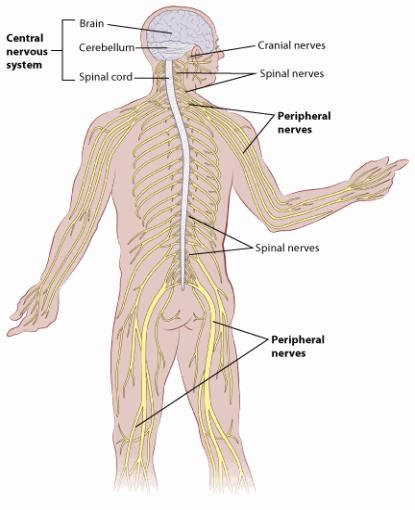 Symptom Management Neuropathy Causes: damage to the peripheral nerves carrying sensa*on to the brain.