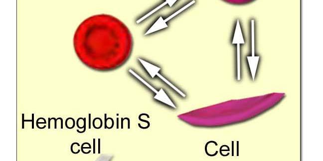 cells endothelial