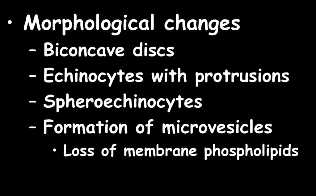 protrusions Spheroechinocytes Formation