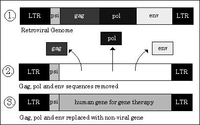 Gene Addition Walters L, Palmer JG. The Ethics of Human Gene Therapy. Oxford University Press. 1997. 33 Genetic Testing FISH: Identifies genetic changes and translocations.