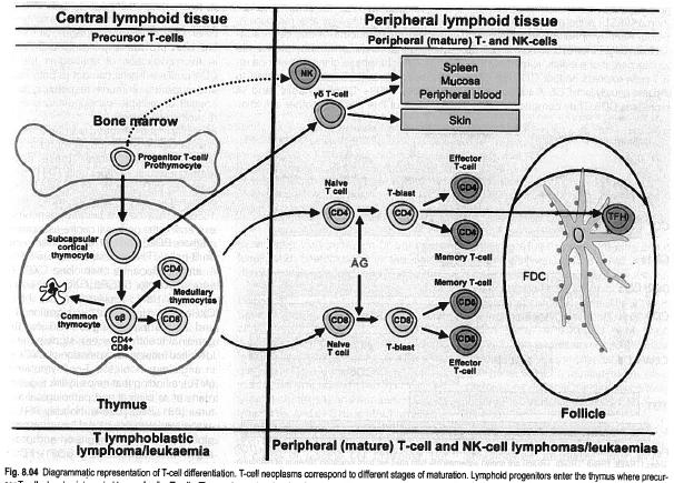 T cell Differentiation 7 Major Types of B Cell Lymphoma Aggressive or high grade Indolent or low grade Lymphoplasmacytic NHL B-ALL subtypes
