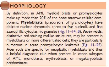 Myelodysplastic Syndromes o The bone marrow is replaced by the clonal progeny of a