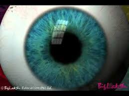 The iris is the pigmented muscle that gives the eye its color and regulates the size of the pupil.