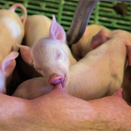 energy reserves to keep warm. An undercooled piglet will weaken and often incur further problems. Perfect litter for the newborn piglet.