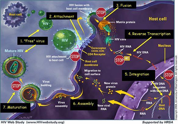 Schematic diagram of HIV