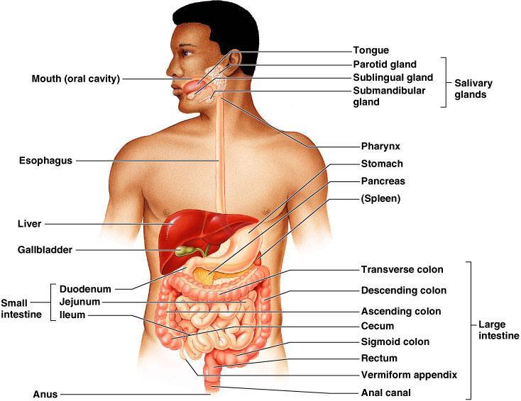 Digestive System: