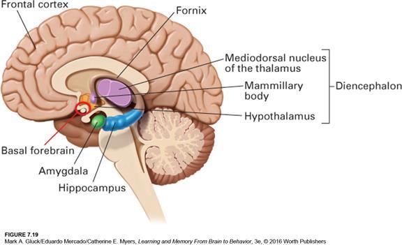 Other Important Structures Basal Forebrain Nucleus Basalis & Medial Septal Nuclei Anterior communicating artery aneurysm (ACoA) results in anterograde amnesia Neuromodulators: GABA & acetylcholine