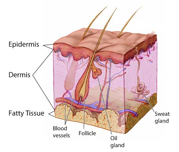 Keratin a protein that is one of the key components of skin, nails, and hair. Cilia hair-like organelles that are found on the surface of some eukaryotic cells.
