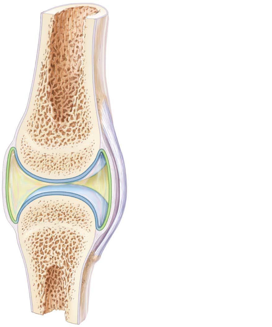 Figure 4.2 A typical synovial joint.