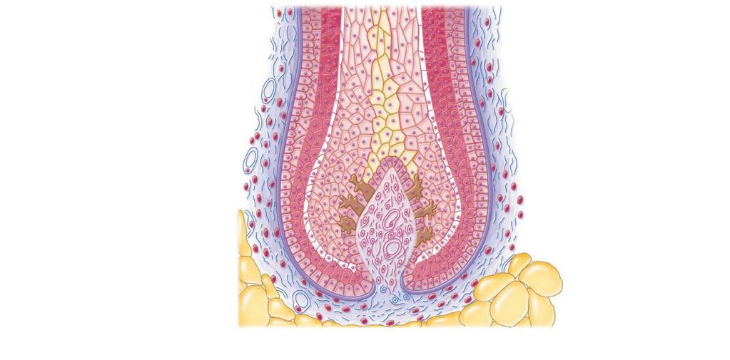 Figure 4.8c Structure of a hair and hair follicle.