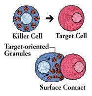Natural Killer Cells A type of white blood cell that is present in individuals who