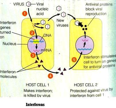 Interferon A protein that is produced by cells infected by a virus and that can