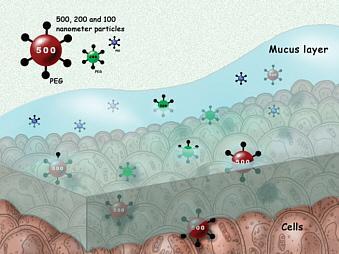 5 Mucous membranes form a second barrier to pathogens.
