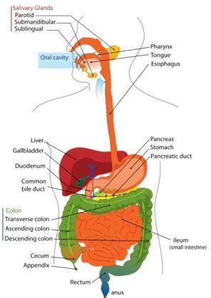 linings of the digestive tract,