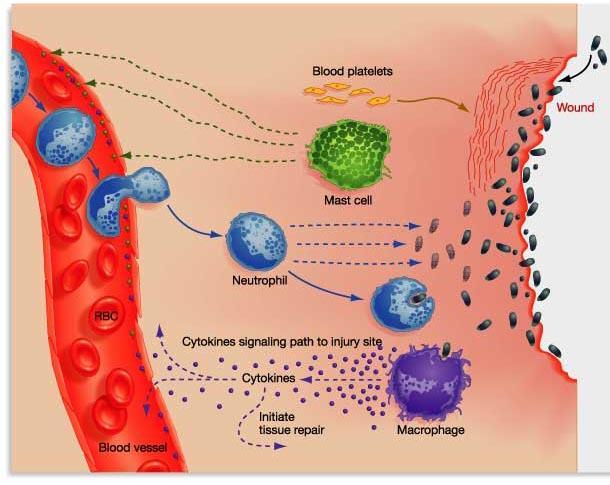Nonspecific Immune Responses When pathogens break through the body s physical barriers, the body quickly responds
