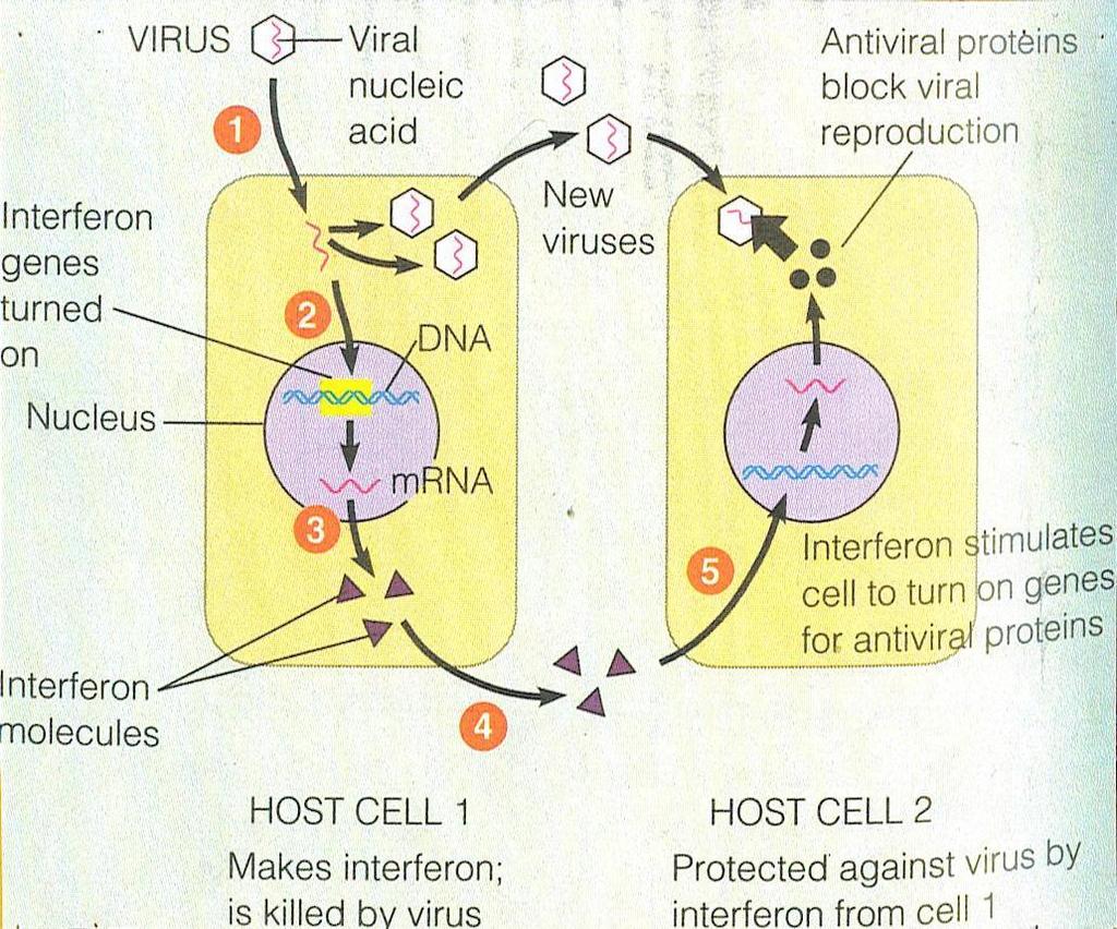 Nonspecific Immune Responses Interferons