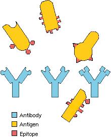 Specific Immune Responses Pathogens have unique proteins on their surfaces called