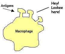 Specific Immune Responses After a macrophage destroys a pathogen, pieces of the pathogen that contain its