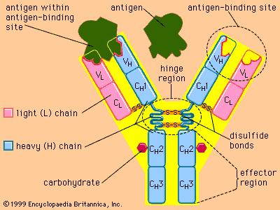 Specific Immune Responses The unique structure of antigen