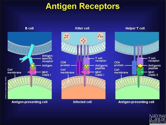 Specific Immune Responses When a displayed antigen binds to its antigen receptor on