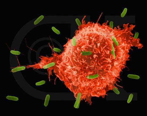 Macrophage An immune system cell that engulfs