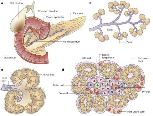Pancreas Anatomy/Physiology 101 Exocrine Acinar cells produce digestive enzymes, delivered to the GI tract by ducts. Endocrine Islet cells secrete hormones into blood.