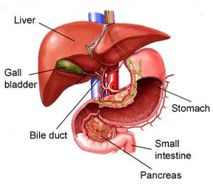 2. Liver > It is the second largest organ (after the skin) in the human body, weighing 1.5kg.