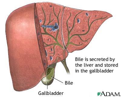 ) > Bile is a yellowish orange fluid, made up of bile pigments, bile salts, and cholesterol.