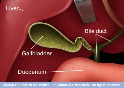 3. Gall Bladder > It is a muscular sac that stores and concentrates the bile that it receives from the liver.