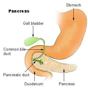 4. Pancreas > It is an organ that is about 15 cm long. The chyme entering the small intestine is acidic, so a hormone called secretin is released by the duodenal walls.