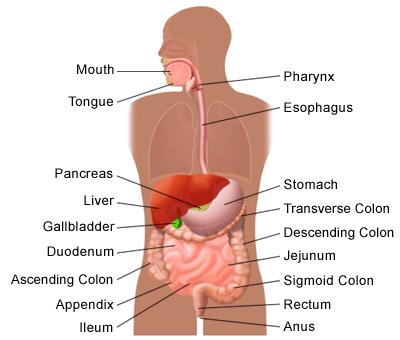 The Human Digestive System > a long tube which begins at the mouth and ends at the anus.