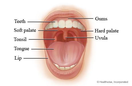 The Mouth >the organs involved in taste are the tongue (sweet, sour, bitter, salty), the nose and the brain.