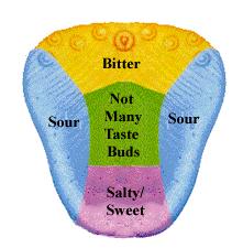 bolus food is chewed and mixed with saliva (adds moisture and contains the enzyme amylase which begins the breakdown of