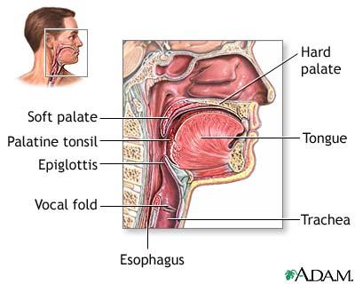 > food passes from the mouth to the pharynx the uvula (a small flap of tissue hanging from the soft palate at the back