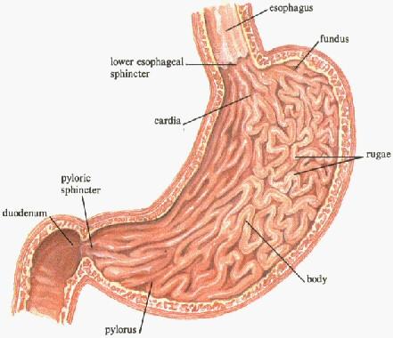 The Stomach > the sphincter is a circular smooth muscle that closes a tube when it contracts o when the cardiac sphincter relaxes it allows food to enter the stomach o the second sphincter (pyloric